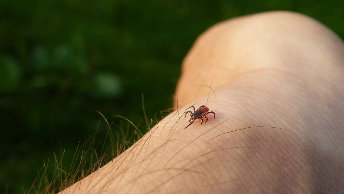 4 Fascinating Facts About Ticks You Need to Know