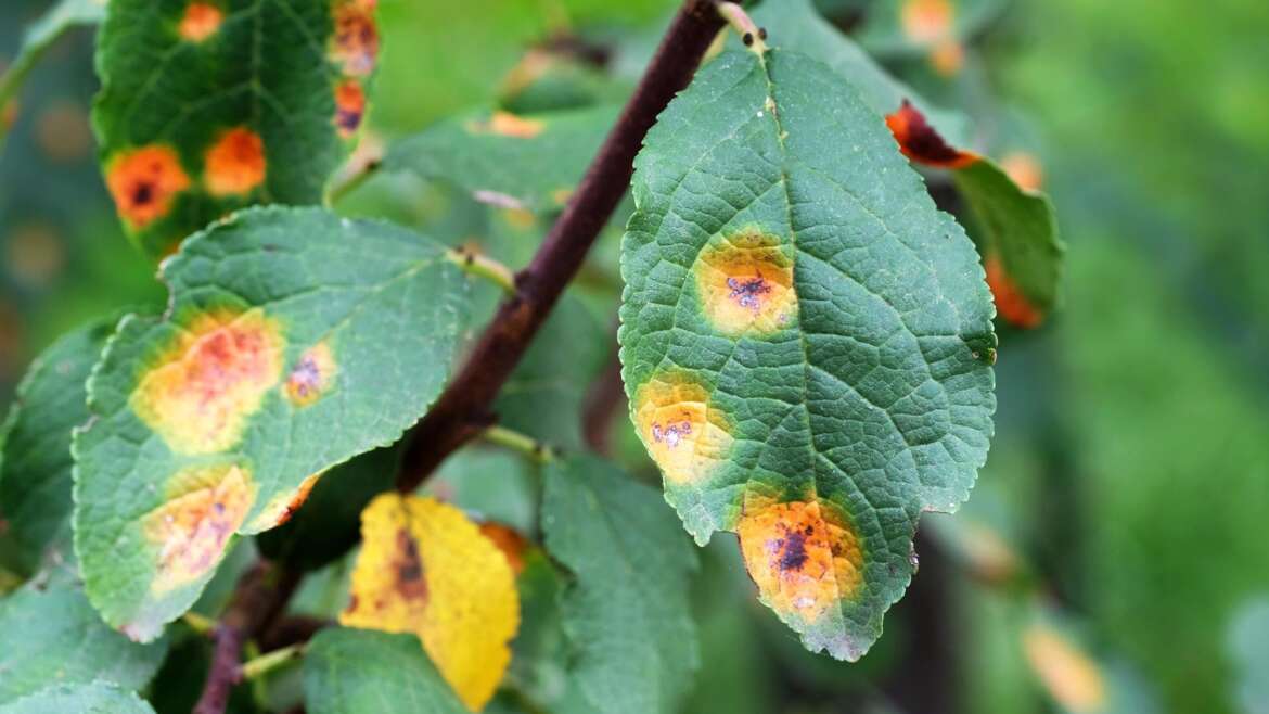 Current Insights and Future Prospects for Insect Pesticide Resistance