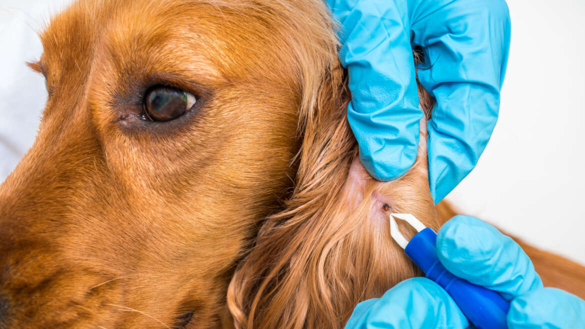 4 Tips for Mosquito and Tick Prevention in Pets